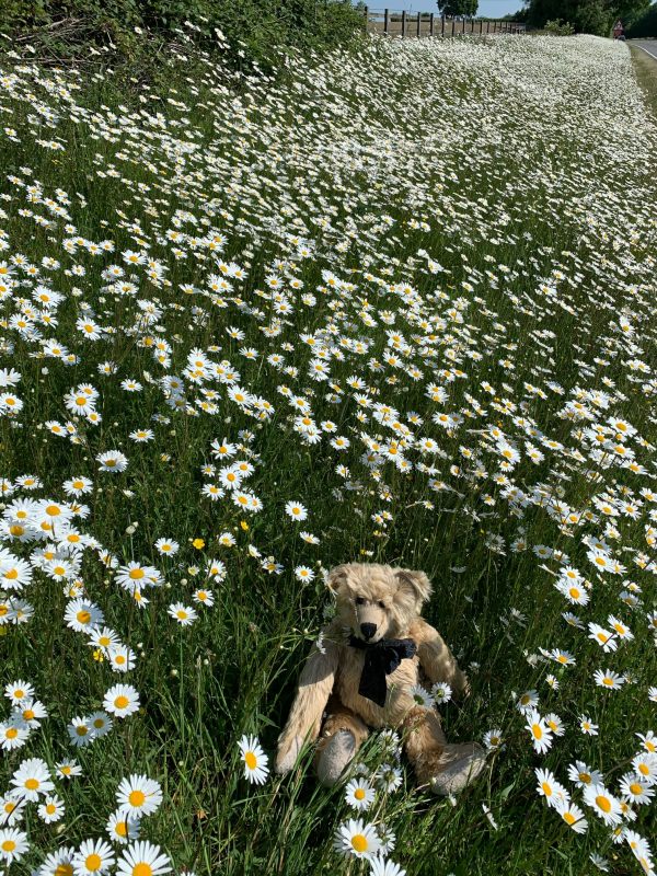 We saved the Moondaisies - Bertie sat in a verge surrounded by Moondaisies.