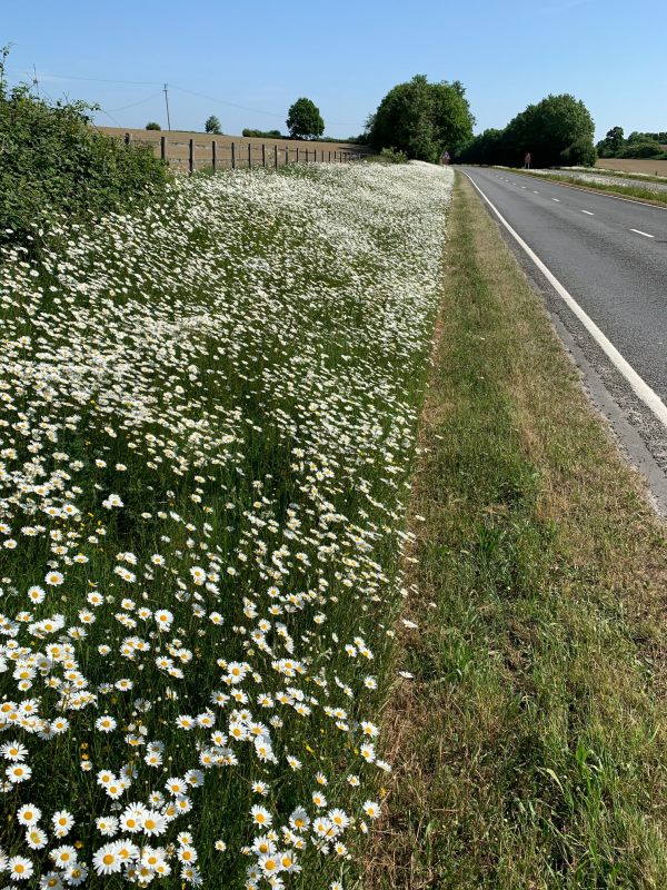 Verge along the A24 showing the Moondaisies, but the strange 1m mowed edge.