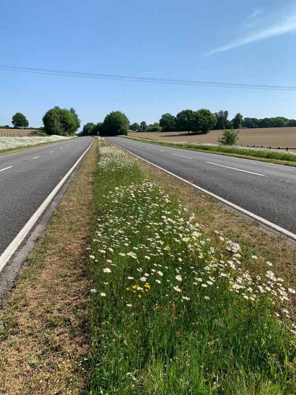 Showing the central reservation of the A24, with the Moondaisies and a 1m mown band either side.