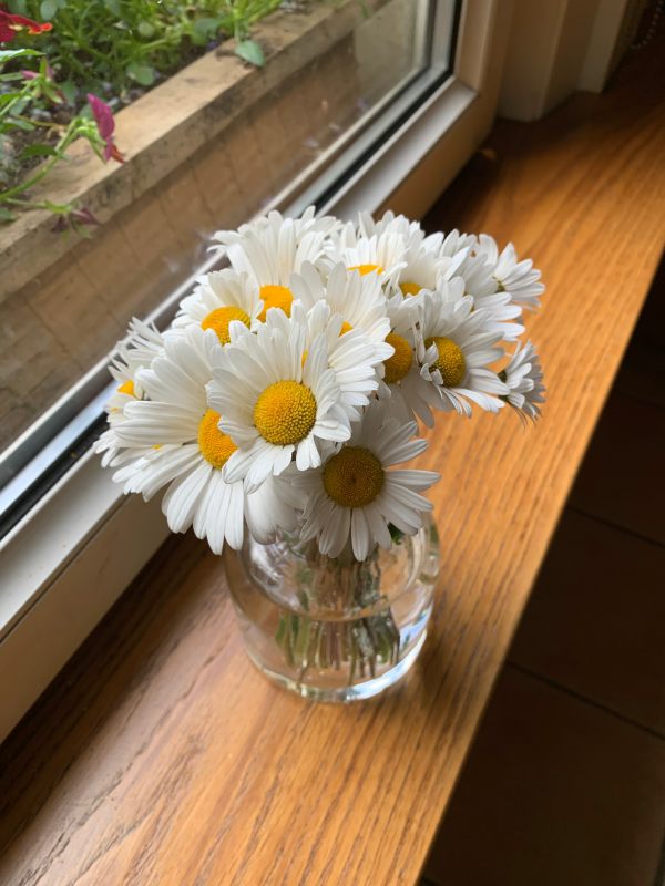 A vase of cut Moondaisies on the windowsill of Laurel Cottage.