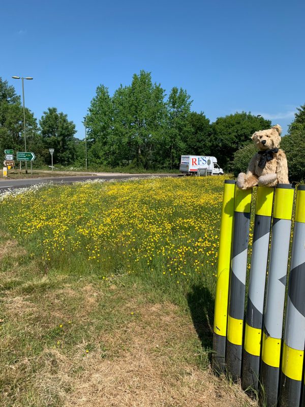 Bertie on the Beare Green Roundabout, showing just the 1m mown area with the rest awash with yellow wild flowers.
