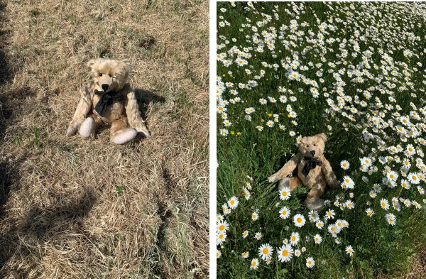 Bertie in the devasted mown area last year compared to this year where he is sat in an expanse of remaining Moondaisies along the A24 in Surrey.