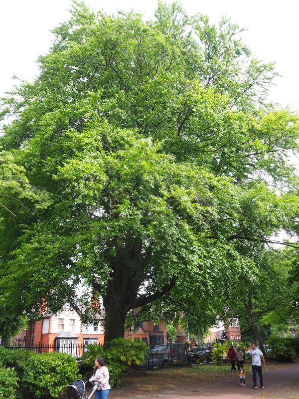 Beech tree in West Park, Wolverhampton, with people walking by.