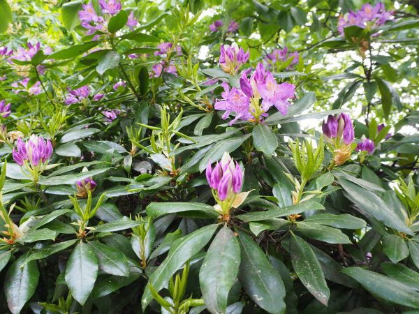 The beautiful purple flowers of the Catawba Rhododendron.