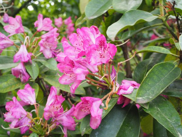 The beautiful pink flowers of the Catawba Rhododendron.