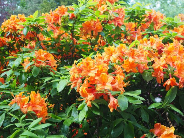 Orange Azalea.