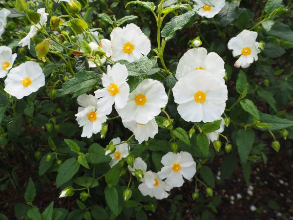 White Rock-rose.