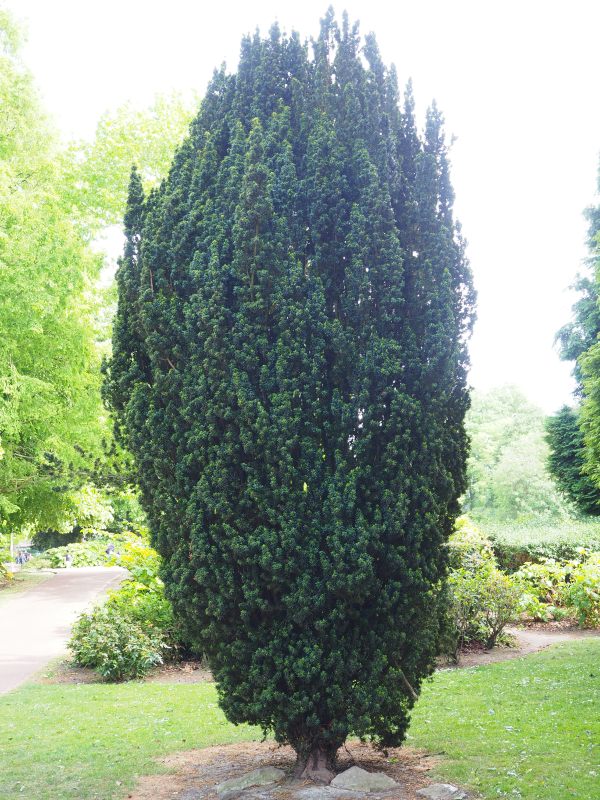 A tall Yew tree.