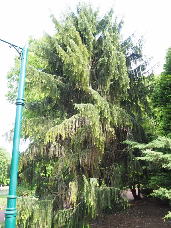 Tree in West Park, Wolverhampton. It is Spruce or Pine-like, with tassle type leaves.