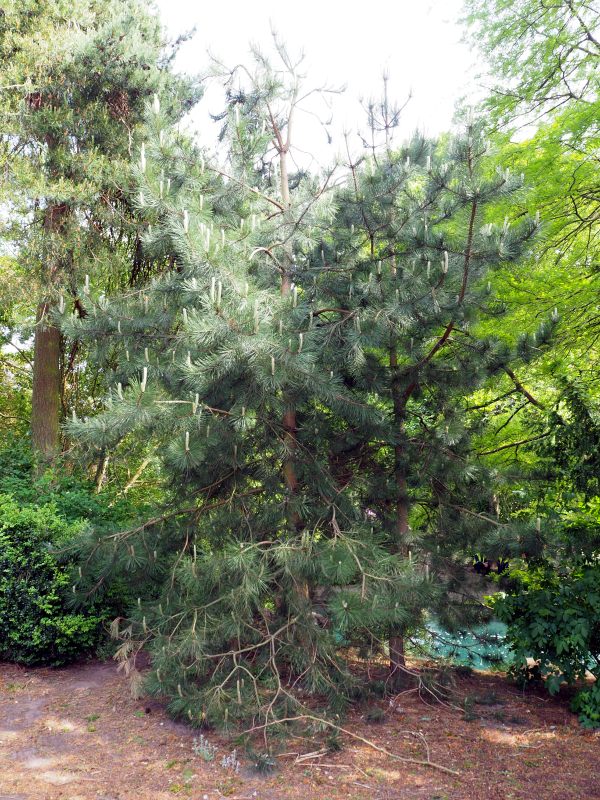 Monterey Pine (possibly).