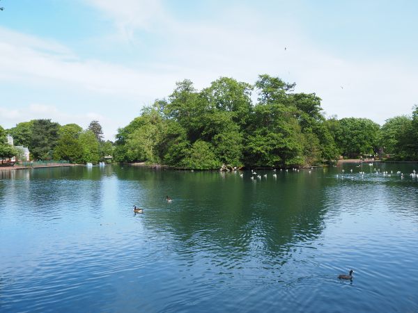 The Boating Lake, West Park, Wolverhampton showing lots of geese, ducks, etc.