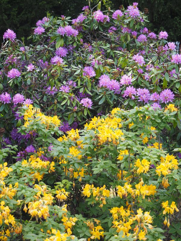 Purple Rhododendron and Yellow Azalea.
