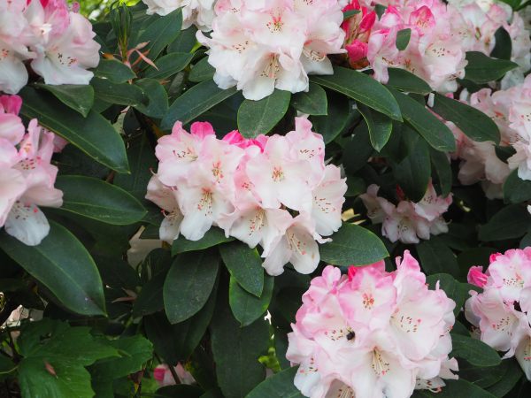 Ornamental Rhododendron.