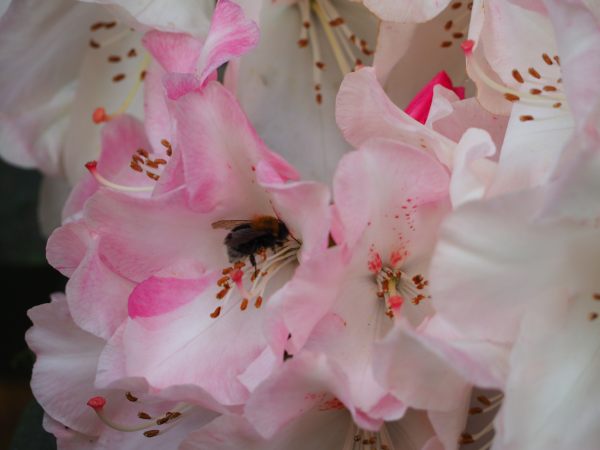 Bee pollenating the Ornamental Rhododendron.