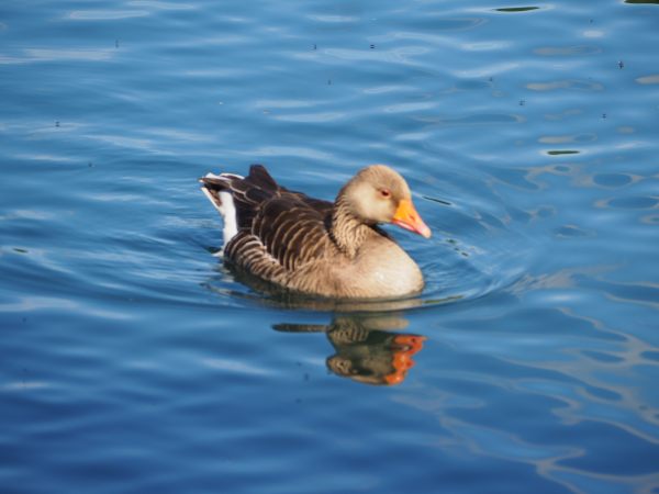 Greylag Goose.