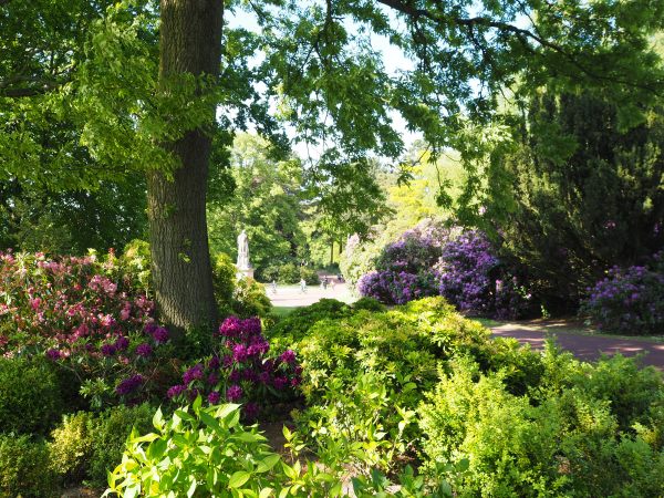 Tree lined pathway with shrubs in colourful blooms.