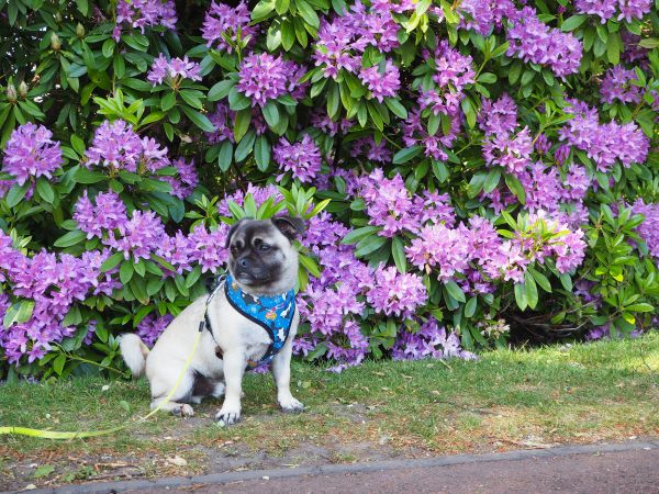 Ozzie (half Chinese Crested half Pug) sat in front of a purple Rhododendron.