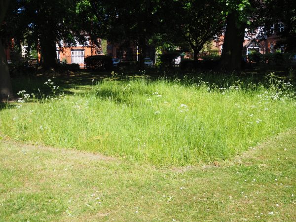 Mown grass, but where the wold flowers were have been left.