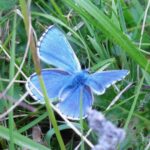 The Beautiful Adonis Blue Butterfly