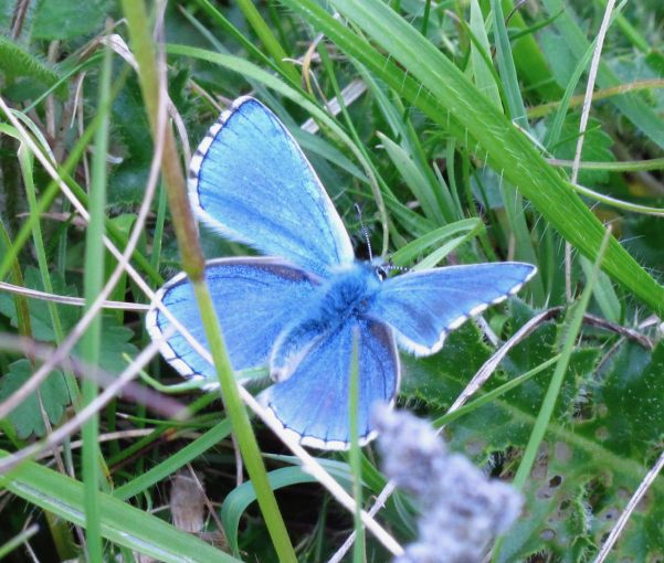 The Adonis Blue Butterfly.