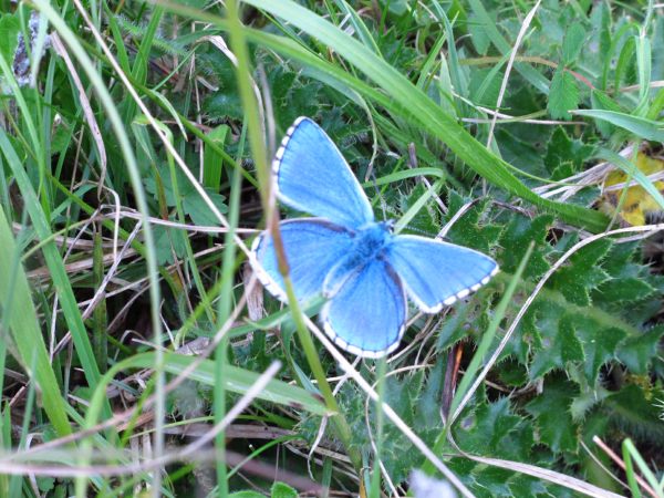 Adonis Blue.