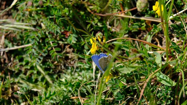 Adonis Blue and Horseshoe Vetch.