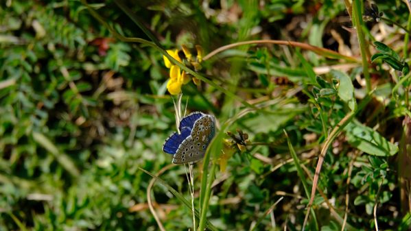 Adonis Blue and Horseshoe Vetch.