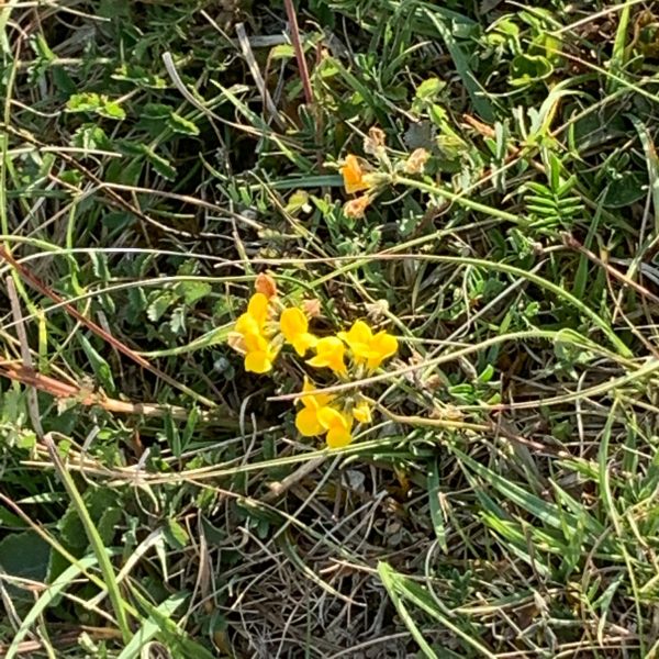 Horseshoe Vetch.