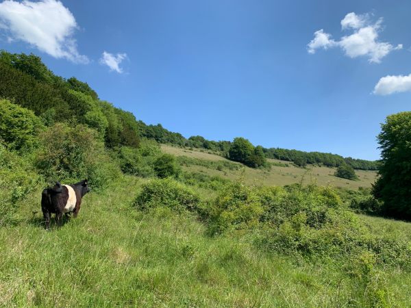 There's the hillside on a glorious day. Our only grass mower in attendance.