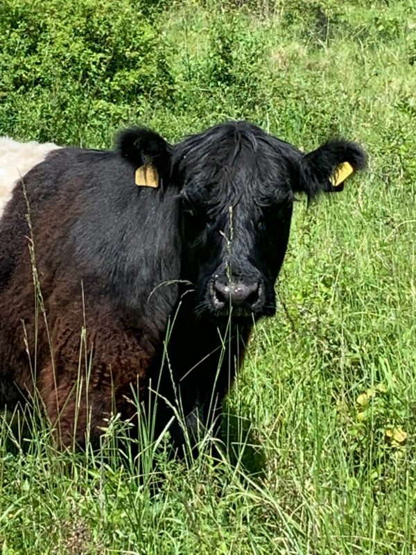 Belted Galloway. Mowing machine.