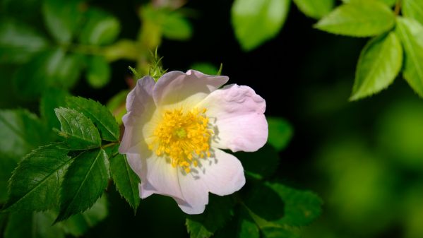 Wild Rose