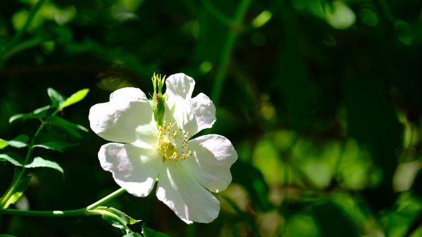 Wild Rose