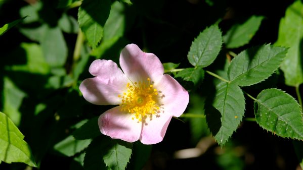 Wild Rose.