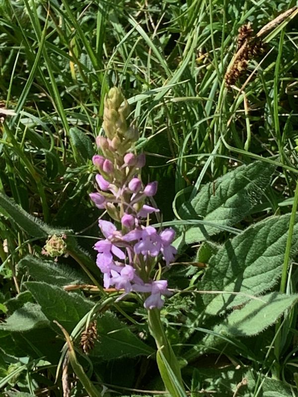 Early Common Spotted Orchid.