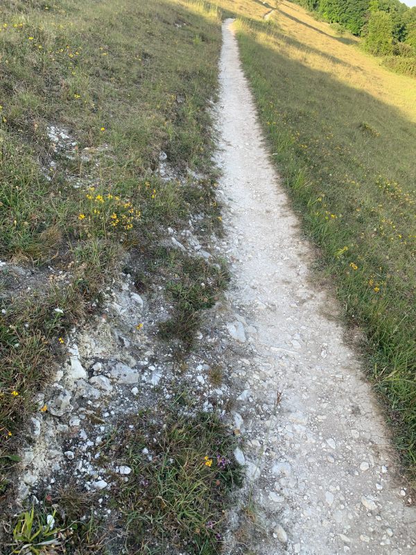 See how close to the surface the chalk is, but still supporting Horseshoe Vetch on top.