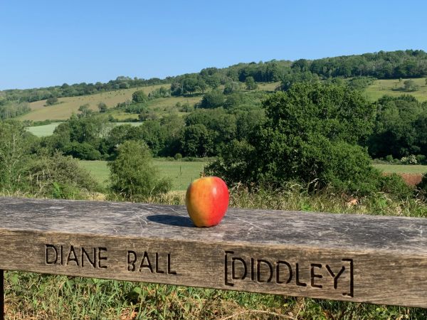 An Apple on Diddley's Bench.