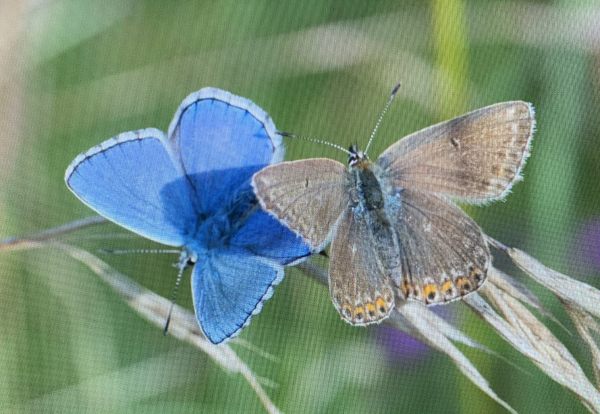 Male and Female Adonis Blue.