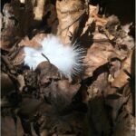 White "Angel Wings" feather amongst brown leaves on the ground.