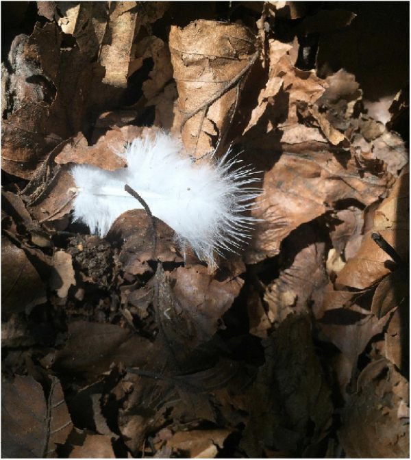 White "Angel Wings" feather amongst brown leaves on the ground.
