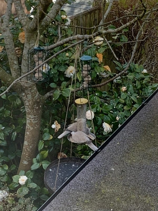 A pair of Collared Doves at the Bird Feeder.