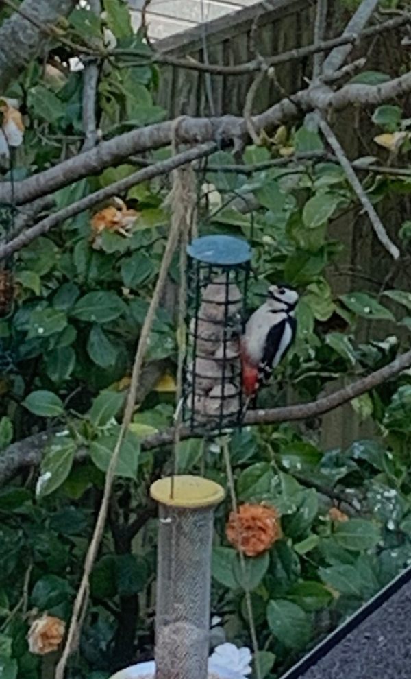 Great Spotted Woodpecker on the fat balls.