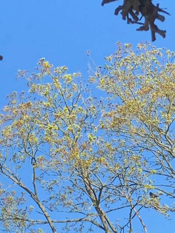 Sycamore flowers.