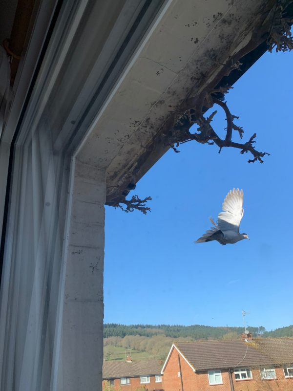 Collared Dove. Notice the bare Wisteria.