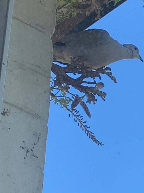 Another Collared Dove (or the same one) a few days later, with Wisteria buds showing.