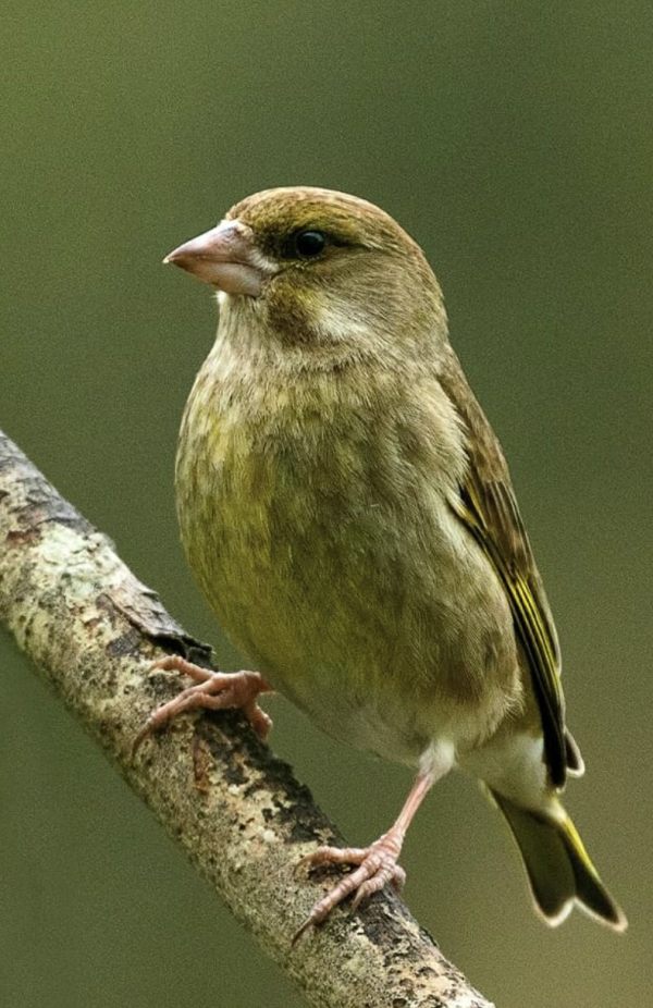 Greenfinch.