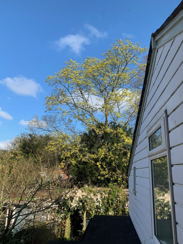 The Sycamore tree, the bare Acer. And the Clematis Armandii flowering.