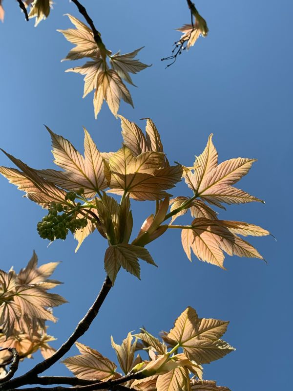 First buds on the Acer. To be accurate - Acer Pseudoplatinus "Brilliantissimum".