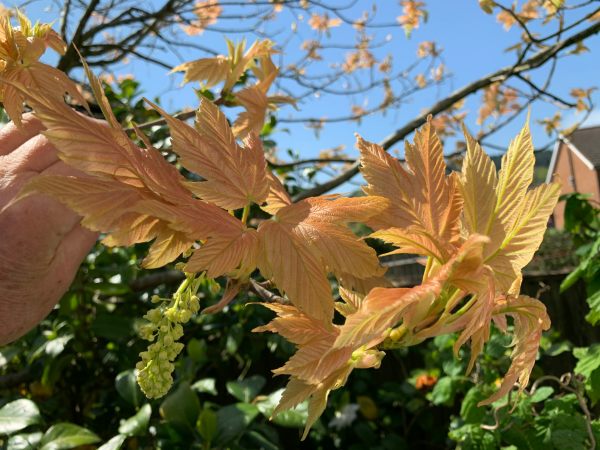 "Brilliantissimum". A truly beautiful small tree in spring.