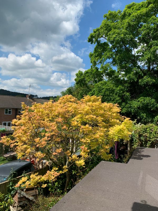 Look at the change in just three weeks. The Acer developing. The Sycamore in full leaf.