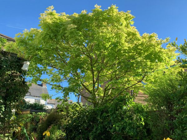 Beautiful rich green leaves against a glorious deep blue sky.